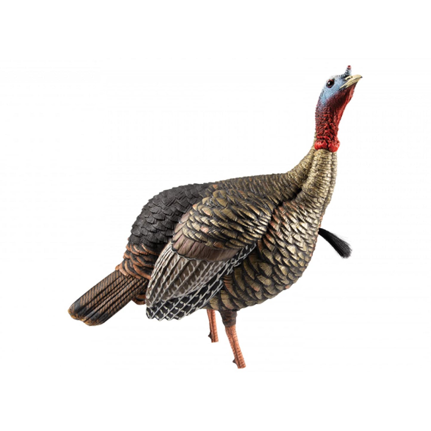 Avian-X HDR Jake Turkey Decoy | Rugged Durable Realistic Lifelike Quarter-Strut Body Standing Hunting Decoy with 2 Removable Heads, Mounting Stake & Carry Bag