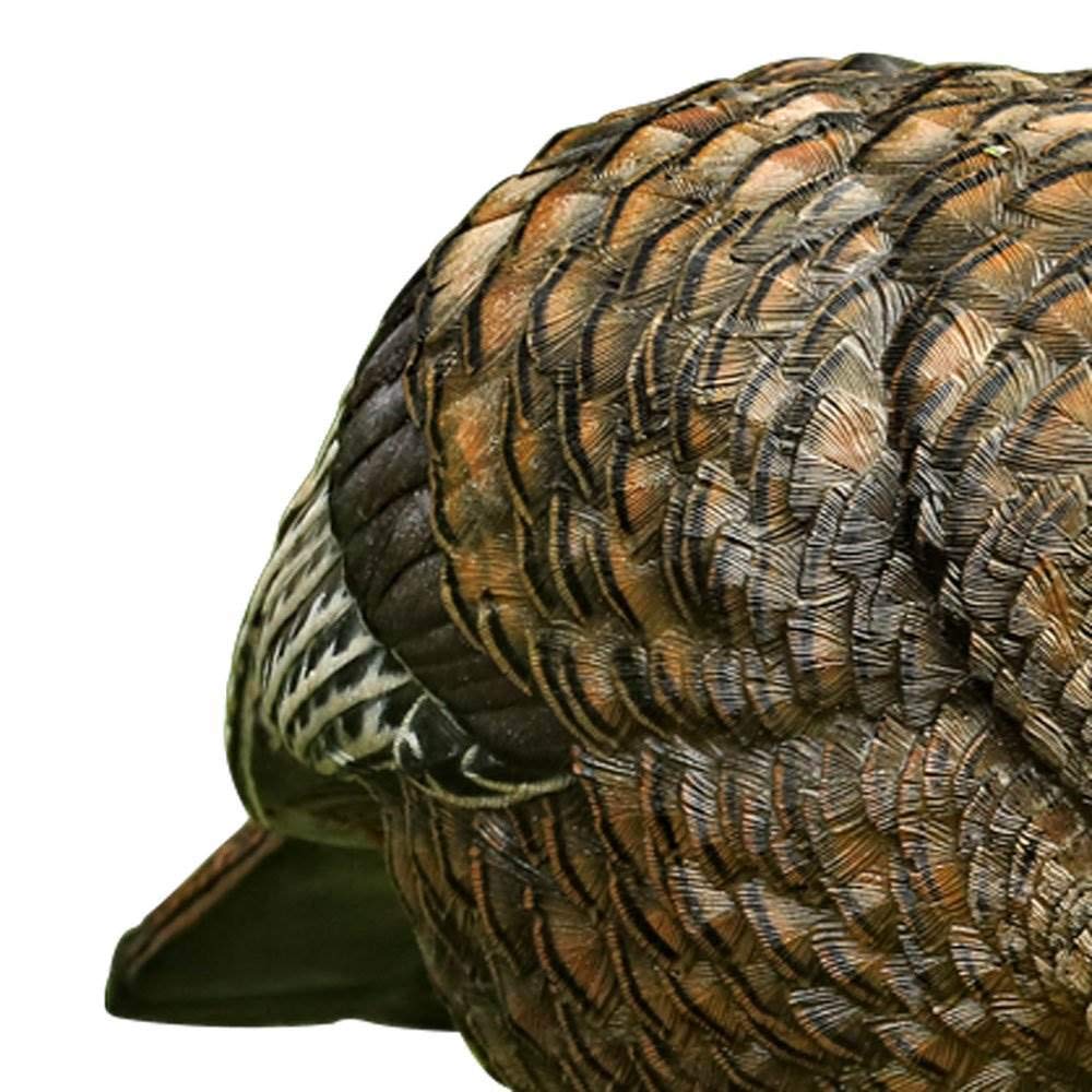 AVIAN-X LCD Feeder Hen Turkey Decoy | Durable Realistic Lifelike Collapsible Standing Hunting Decoy with Carry Bag & Stake, AVX8007
