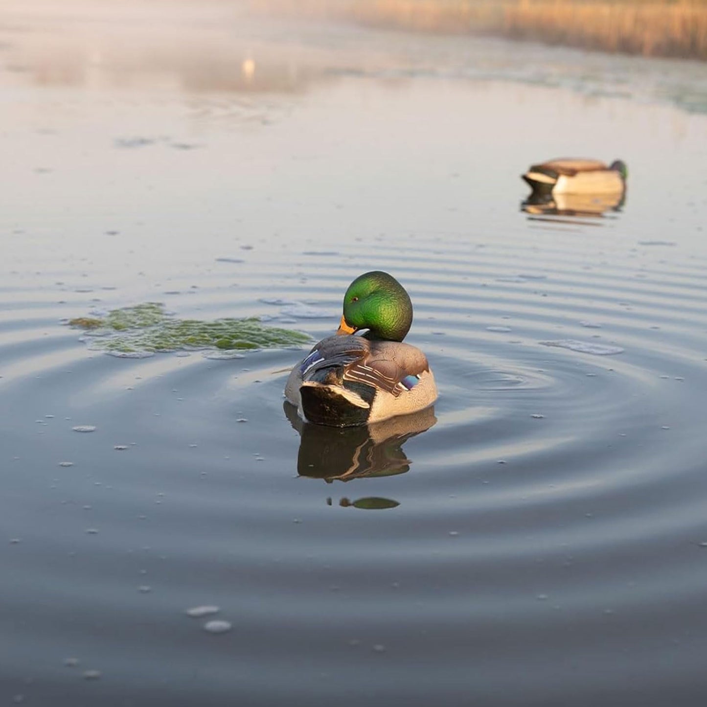Avian X Power Shaker/Black Duck Surface Feeder