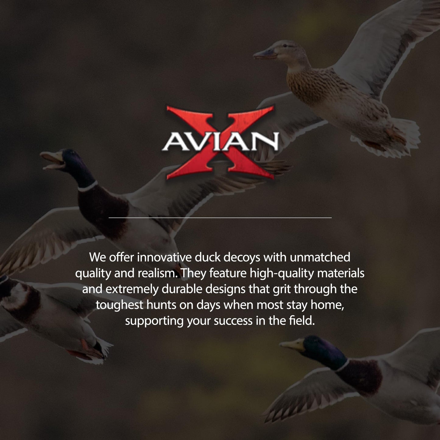 Avian X Topflight Pintail Decoys, Rugged Realistic Floating Duck Decoys for Hunting, Weight-Forward Swim Keel