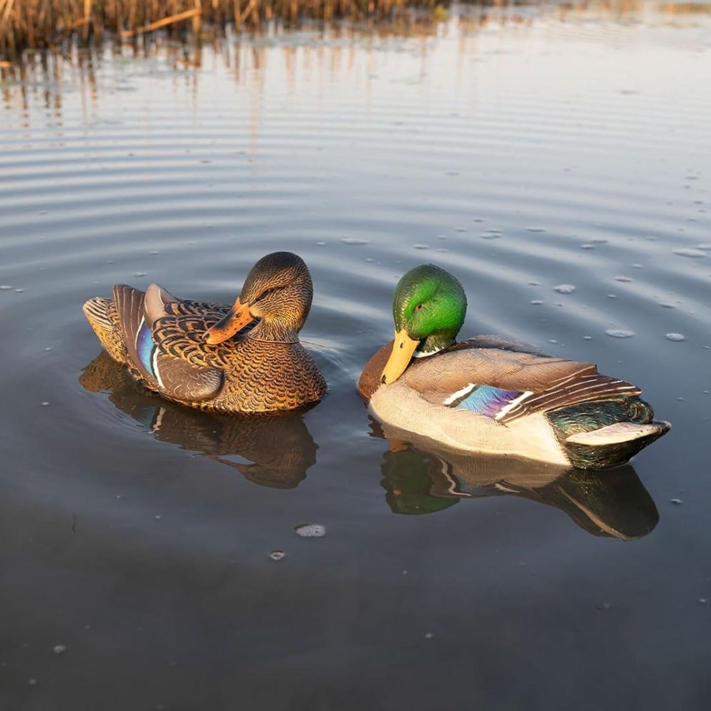 Avian X Power Shaker/Black Duck Surface Feeder