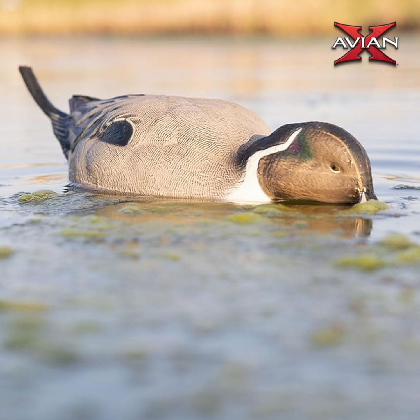 Avian X Power Shaker/Black Duck Surface Feeder