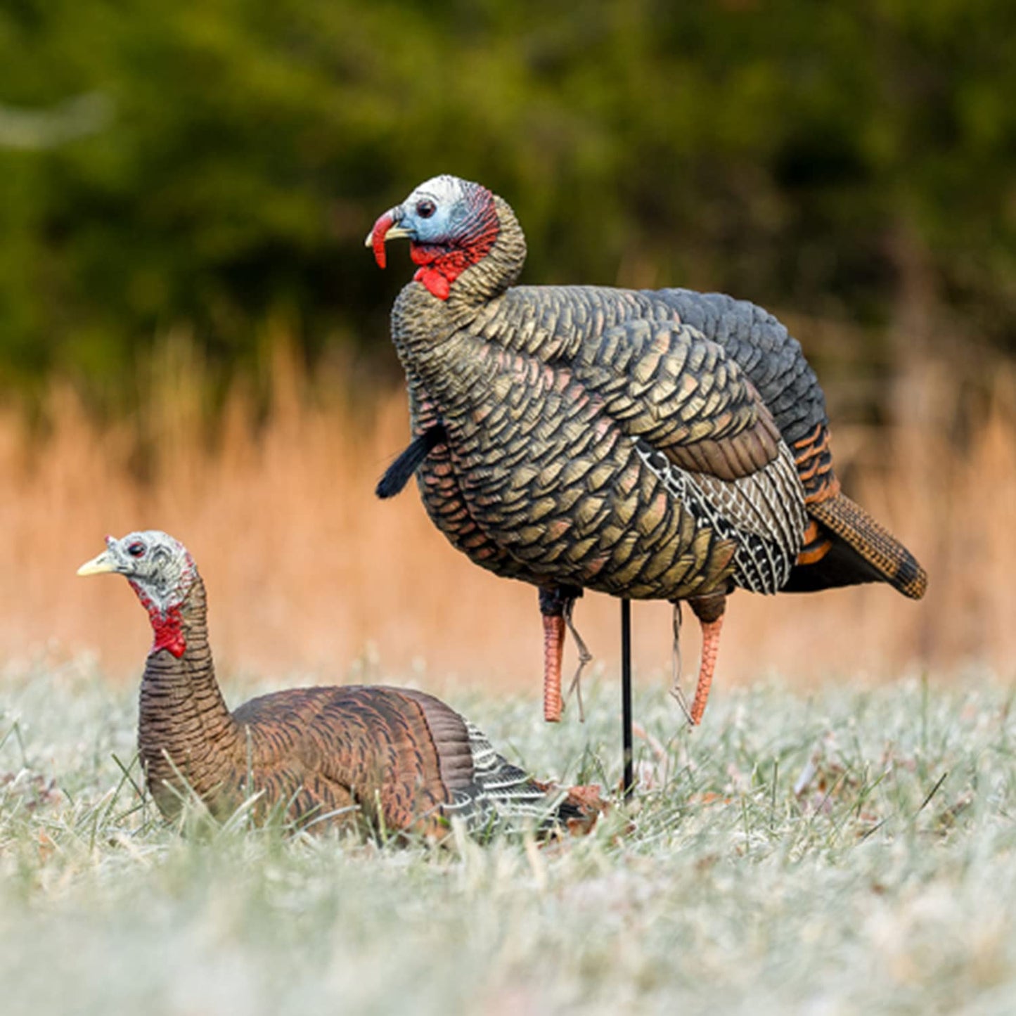 Avian-X HDR Jake Turkey Decoy | Rugged Durable Realistic Lifelike Quarter-Strut Body Standing Hunting Decoy with 2 Removable Heads, Mounting Stake & Carry Bag