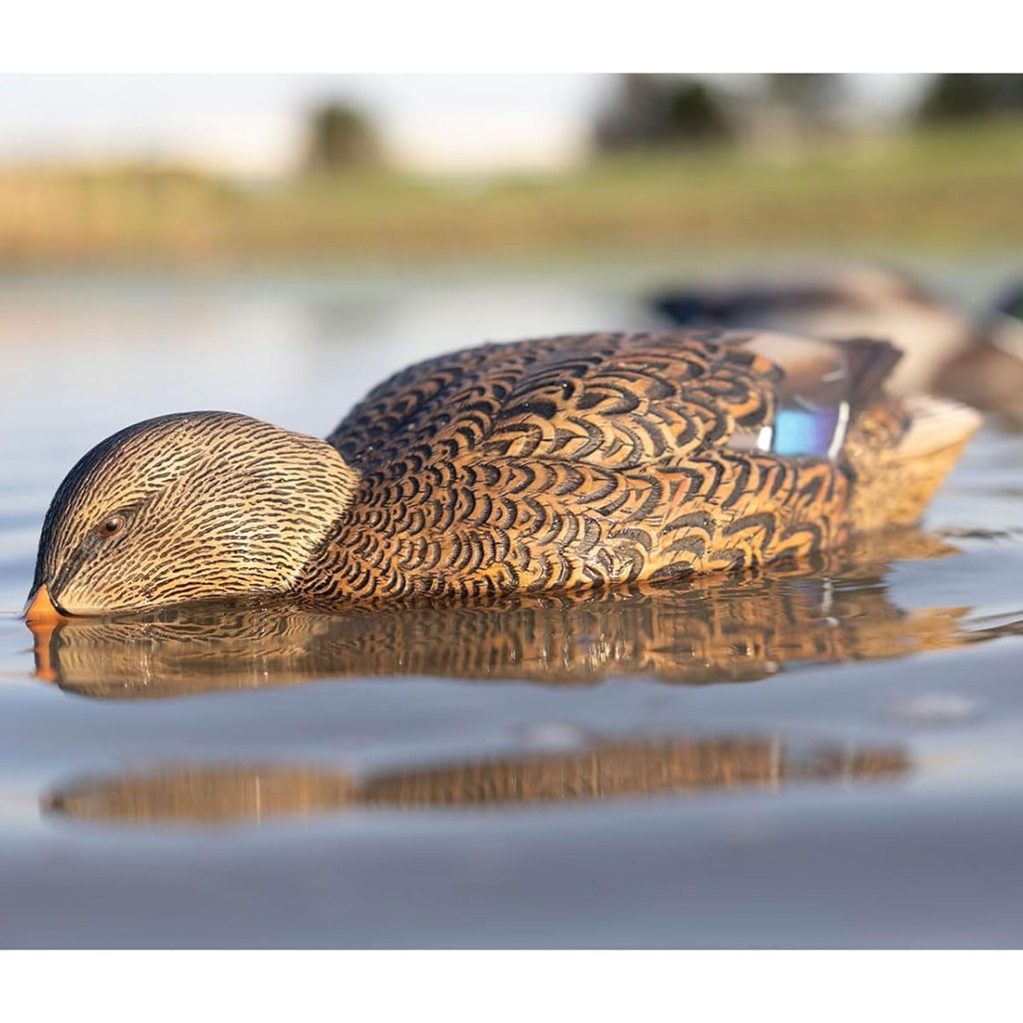 Avian X Power Shaker/Black Duck Surface Feeder