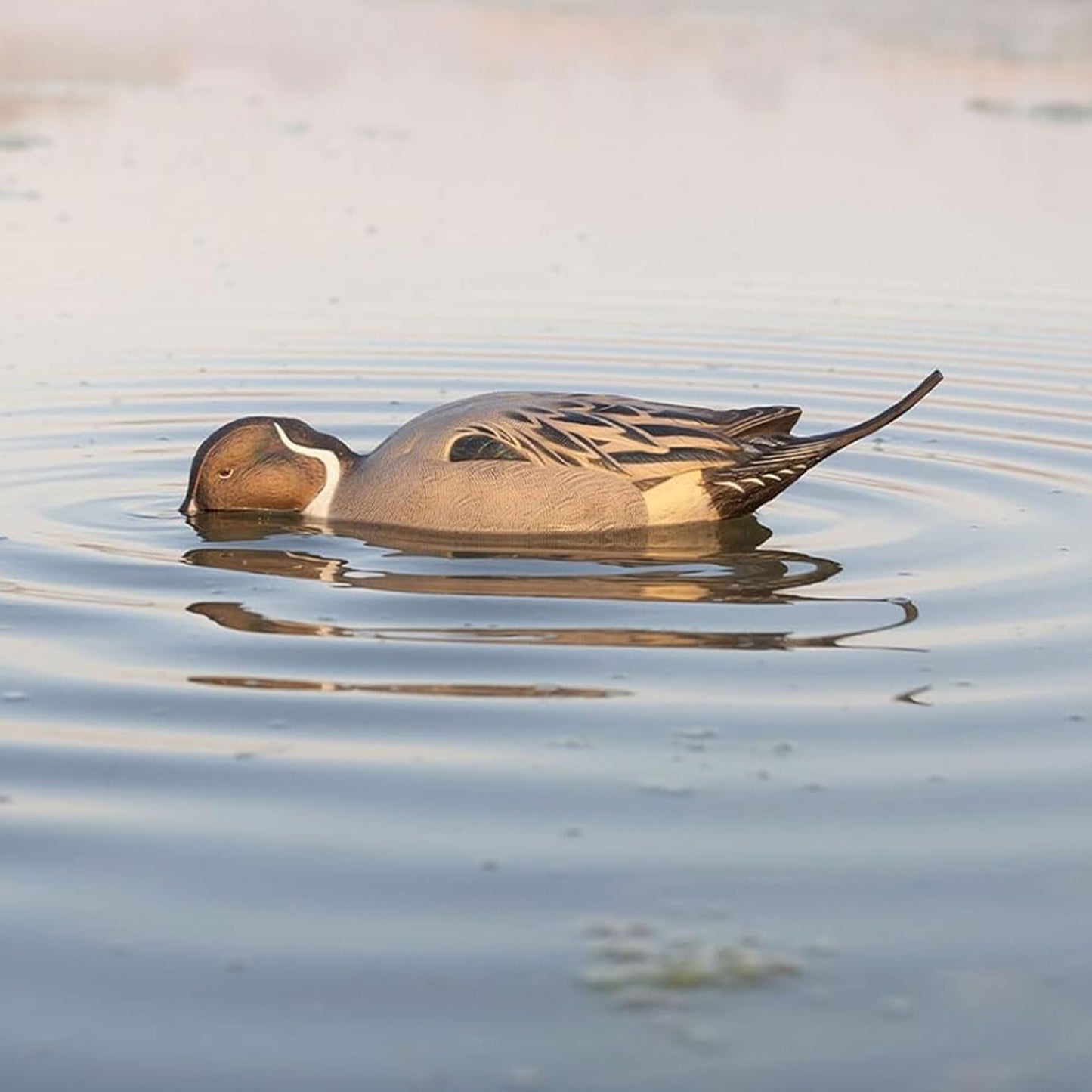 Avian X Power Shaker/Black Duck Surface Feeder