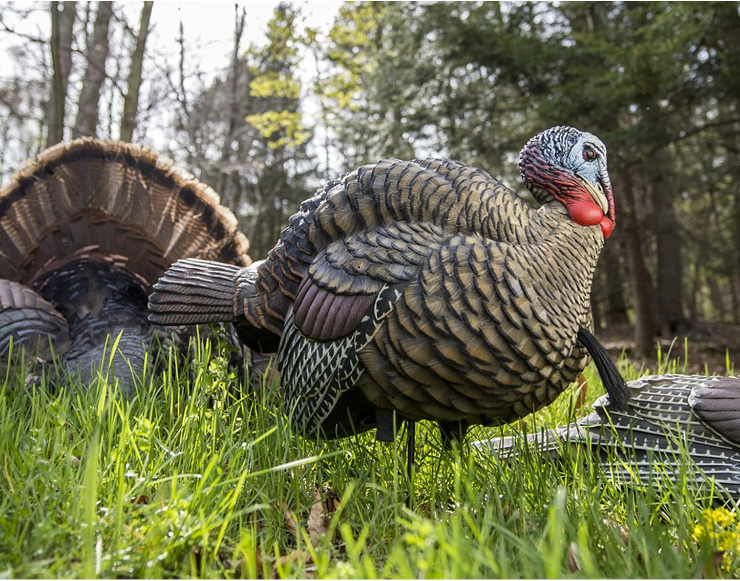 Avian-X LCD Half-Strut Jake Turkey Decoy | Durable Realistic Lifelike Collapsible Standing Hunting Decoy with Carry Bag & Stake, AVX8012