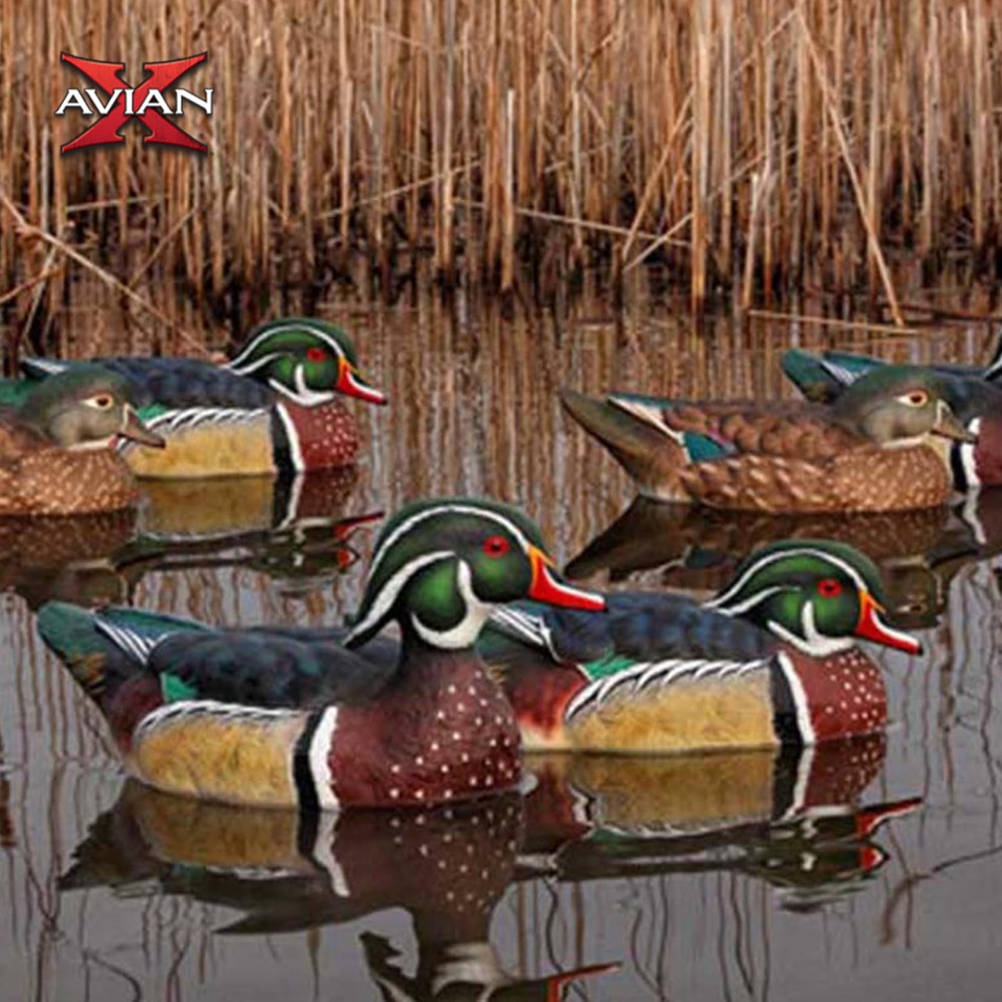 Avian X Topflight Pintail Decoys, Rugged Realistic Floating Duck Decoys for Hunting, Weight-Forward Swim Keel