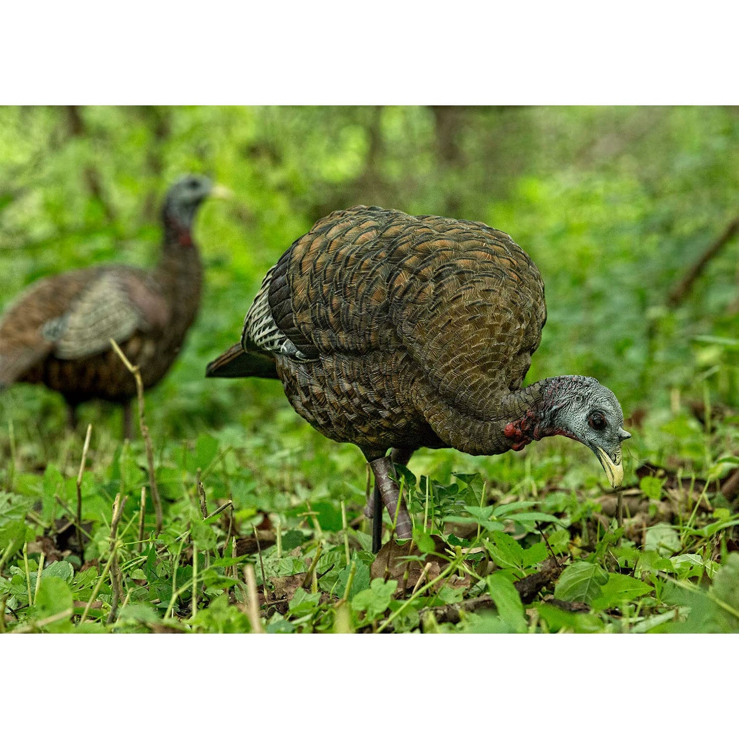 AVIAN-X LCD Feeder Hen Turkey Decoy | Durable Realistic Lifelike Collapsible Standing Hunting Decoy with Carry Bag & Stake, AVX8007