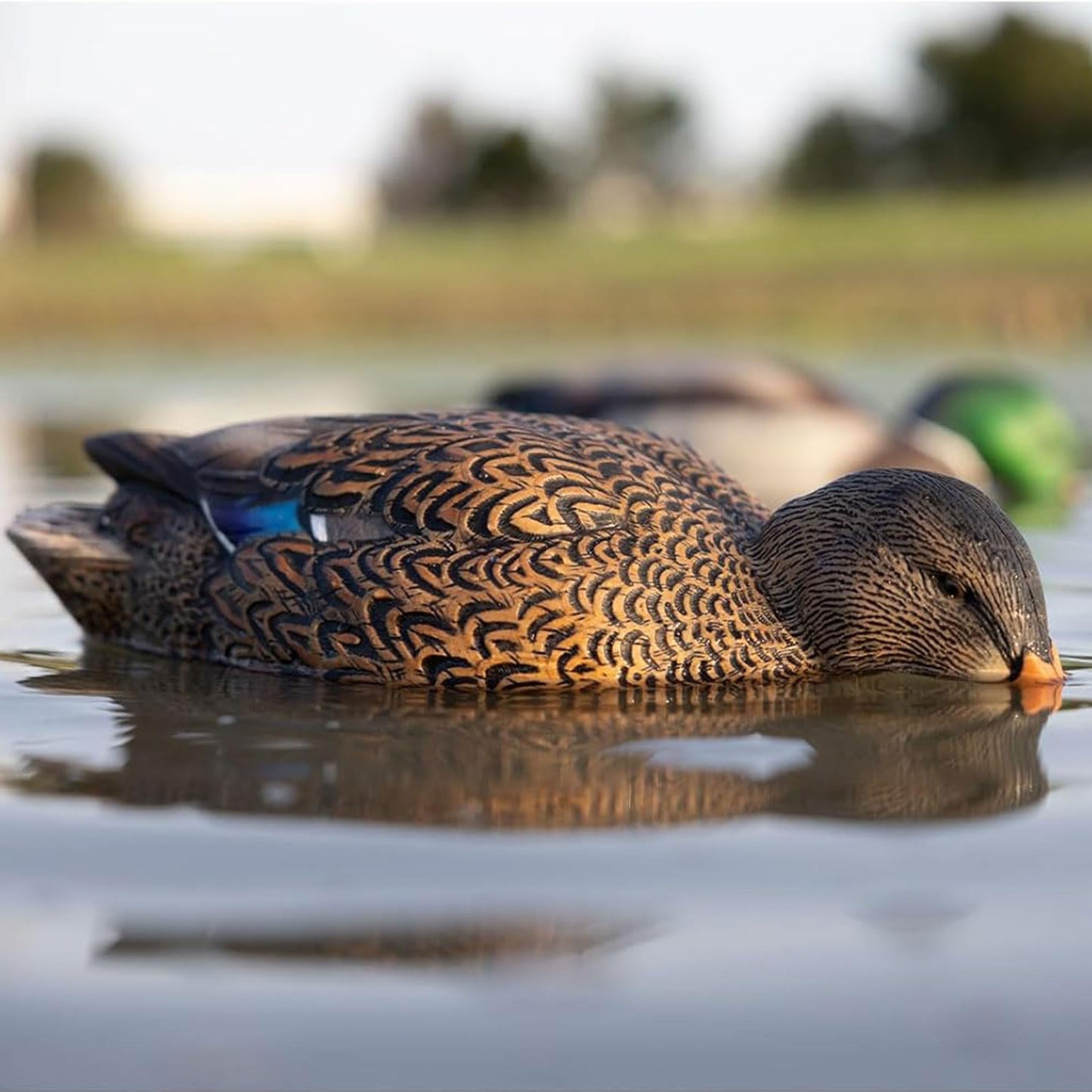 Avian X Power Shaker/Black Duck Surface Feeder