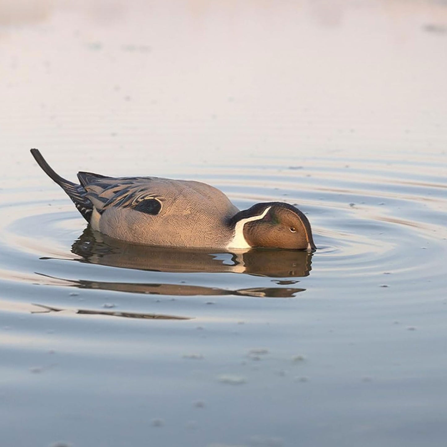 Avian X Power Shaker/Black Duck Surface Feeder